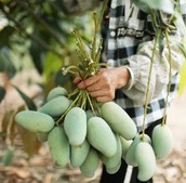 華潤萬家產地直采，讓北方饕客吃上嶺南芒果